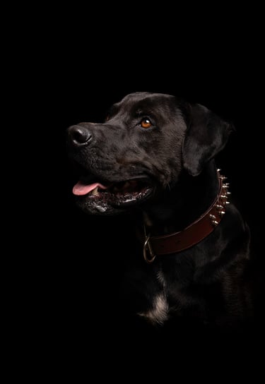 perro en sesión de fotografia