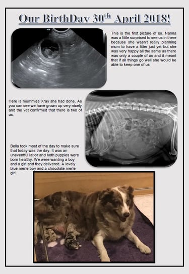 surprise litter border collies