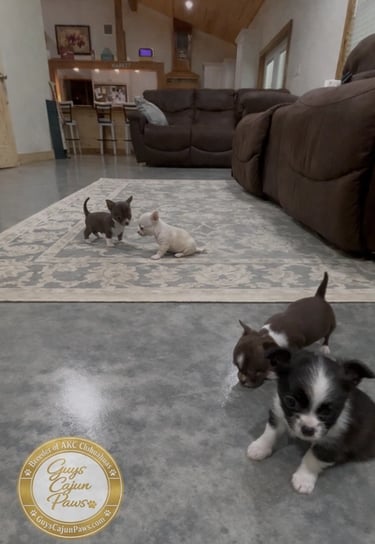 Four adorable AKC Chihuahua puppies playing on a rug and polished concrete floor in a living room.