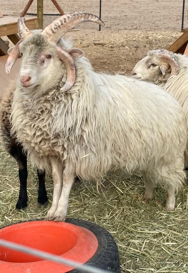 A 6 moth old Navajo-Churro ram with 4 horns