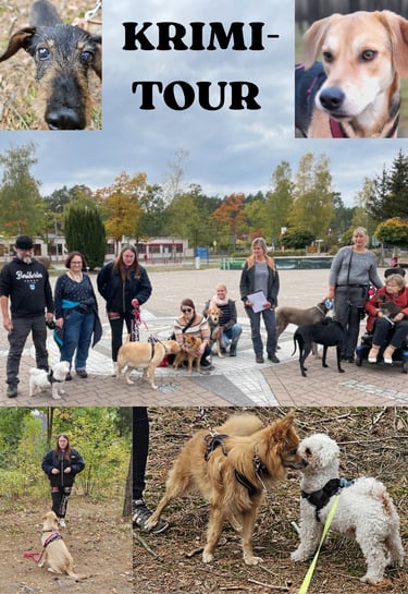 Krimitour mit Hunden: Borkheide, Beelitz, Treuenbrietzen, Potsdam, Michendorf, Kloster Lehnin, Brück