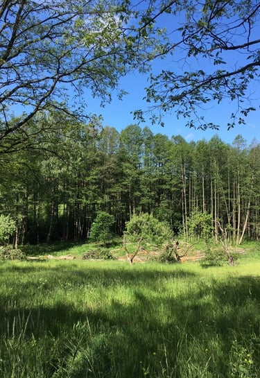 sodybos kraštovaizdis