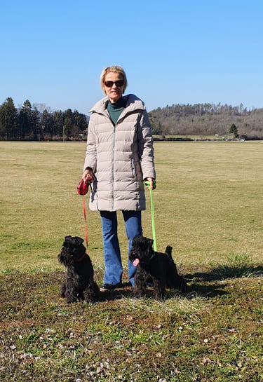 Etalons Schnauzer miniatures dans les champs