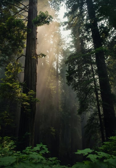 forest world to reflect natural living, nature, slow living, health and wellness