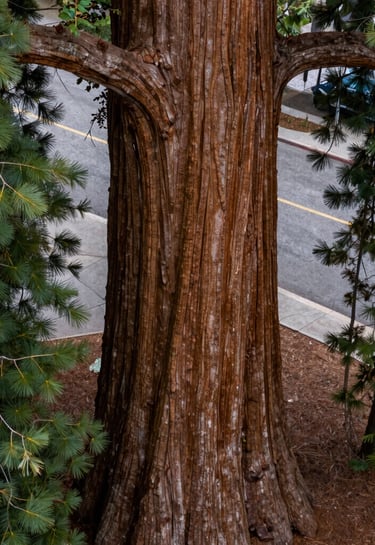 A close-up aerial view of the thick bark and lower branches of a giant sequoia tree, with a glimpse of an urban Eugene sidewalk visible in the background. The lighting is soft and professional, capturing the majestic textures of the North American / US Pacific Northwest flora.