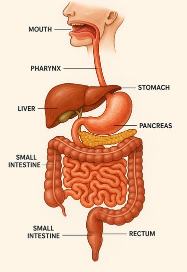 Human digestive system anatomy showing gut health pathway