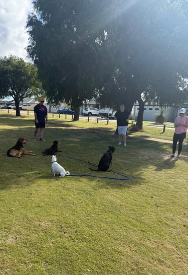 group dog training at the park
