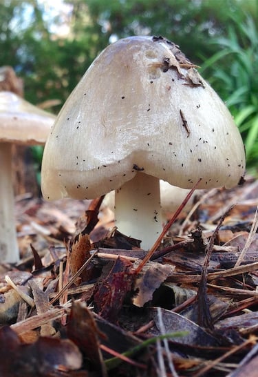 a group of mushrooms sitting on the ground