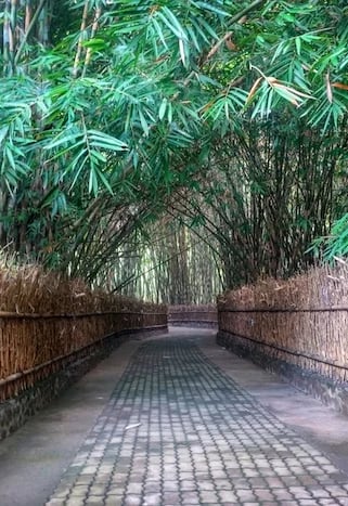 The Famous Penglipuran Bamboo Forest