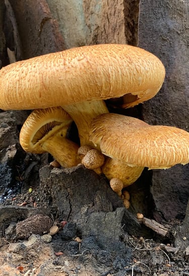 a group of mushrooms growing out of a tree stump