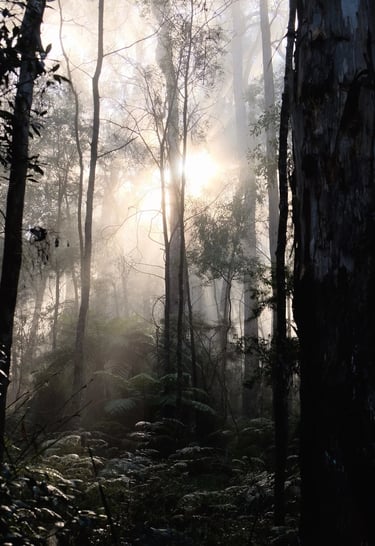 a forest scene with a sun shining through the trees
