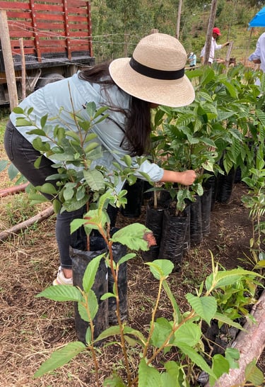 jardinería en Popayán