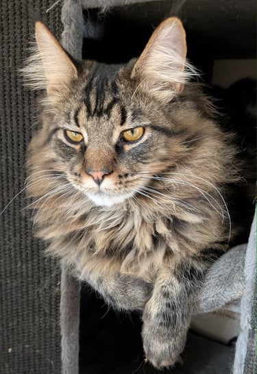 maine coon brown