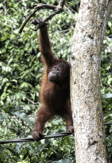 an orangutan on branch in a tree