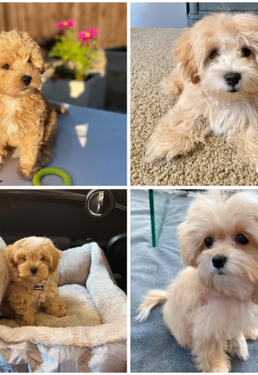 Maltipoo Puppies for Sale Near Me