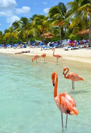 flamencos en la playa aruba