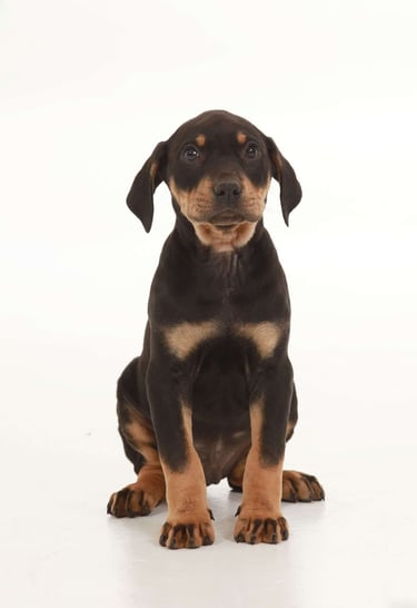 Puppies for Sale