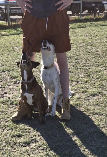 two dogs sitting at attention between trainers legs