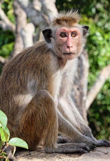 a monkey sitting on a rock in the woods