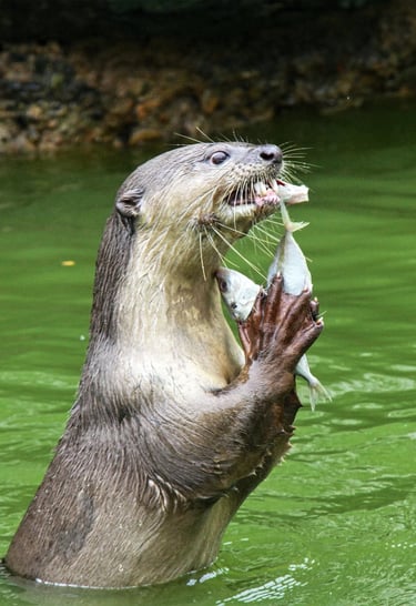 a sea otter eating