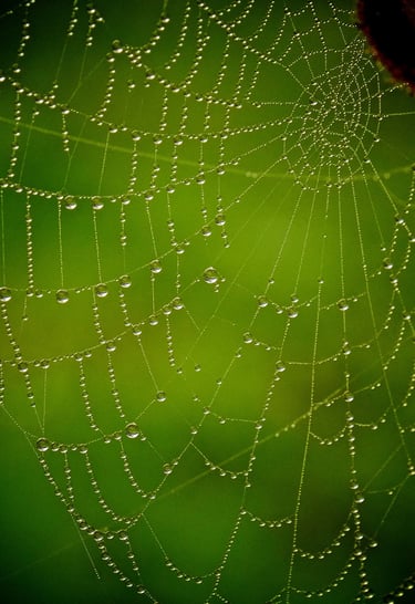 a spider web with water droplets 