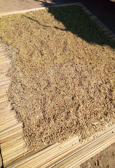 Parchment production: we process the cherries to parchment in and store in clean stores.