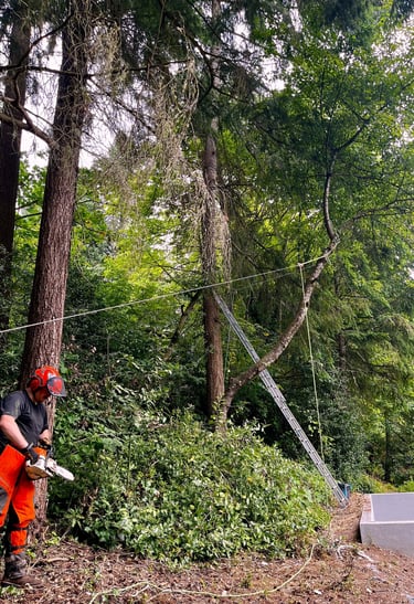 Owner of B&B Trees LLC removing a hazardous, leaning tree
