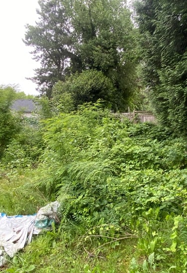 overgrown bushes and blackberries with trees