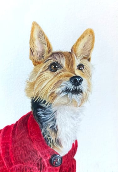 Realistic hand drawn pet portrait of a Yorkie mix dog in red sweater