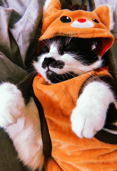 gato durmiendo con ropita