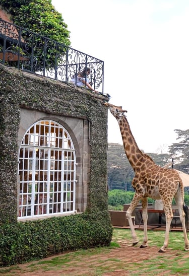 Giraffe Manor Kenya giraffe feeding