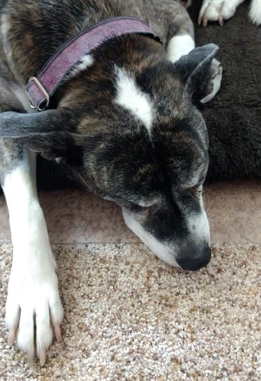 a brindle pit bull curled up and sleeping on a dog bed