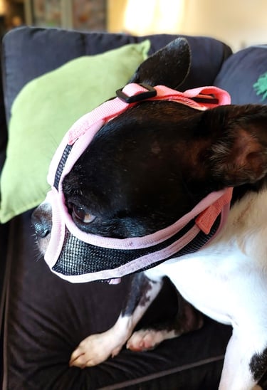 Side view of the mesh face muzzle.