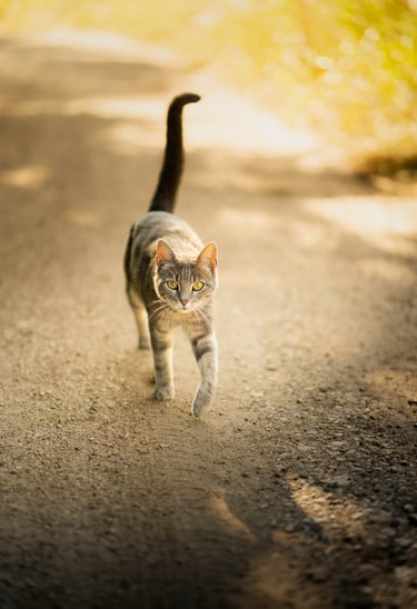 a cat walking on a path with a cat