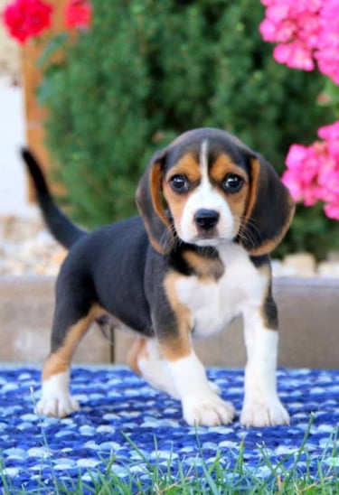 Puppies for Sale 