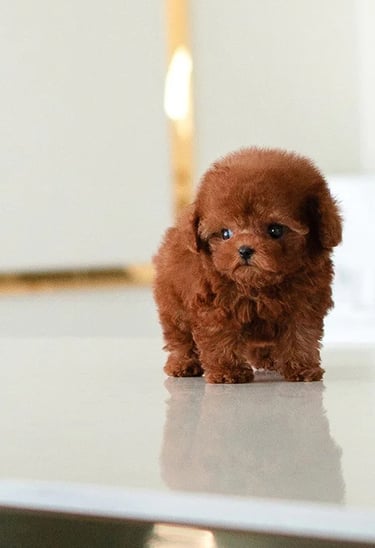 Puppies for Sale 