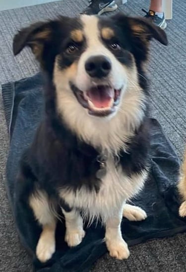tri black border collie puppies 