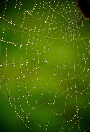 a spider web with water droplets 