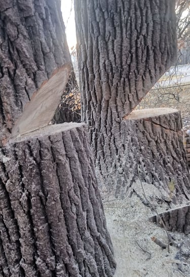 Two giant cottonwoods dropped together