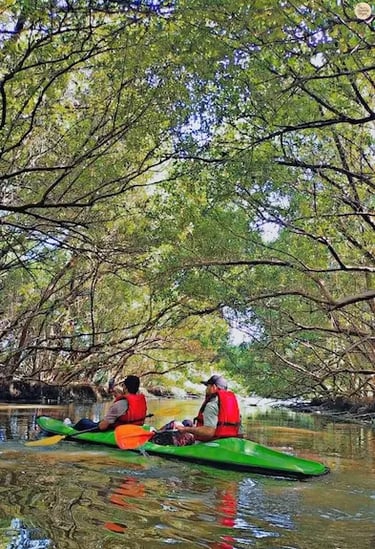 Boat gliding through dense mangroves in Pondicherry.