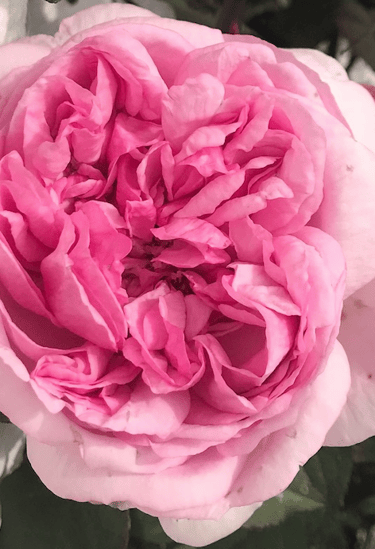 rose rose rosati
