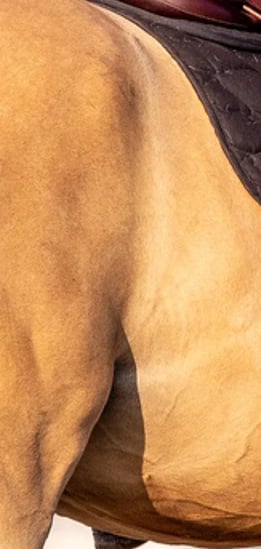 couple cavalier cheval a la plage
