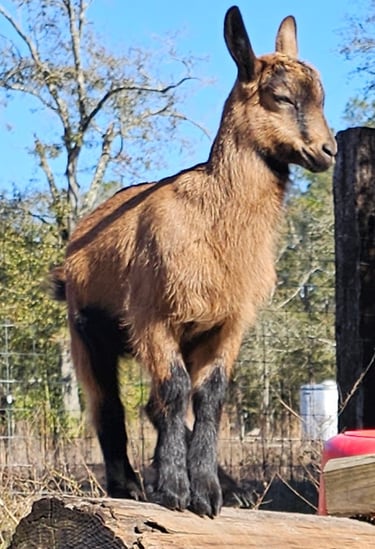 Oberhasli goat kid standing on log with regal expression