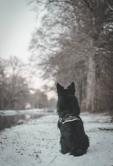 Un chien découvre son univers sous la neige