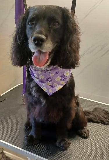 Cocker spaniel on a dog grooming table after being groomed.