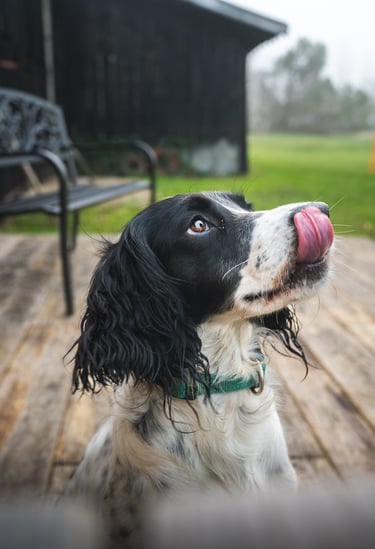 Instant spontané d’un springer spaniel anglais se léchant la truffe, par Théo Vonderscher