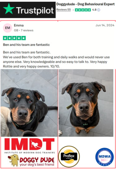 Five-star client feedback for Doggy Dude group dog walking and pet care services in Hollins.