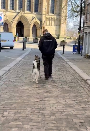 a dog having fun training with Flynn from Birstwith Barkyard harrogate