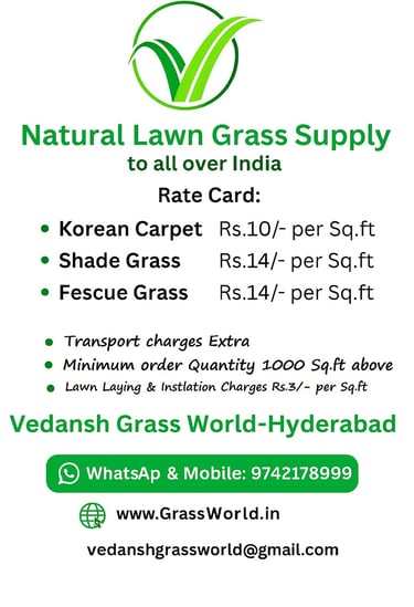 Premium Korean Carpet Lawn Grass supply in Hyderabad, Secunderabad, Rangareddy, Medchal & Sangareddy