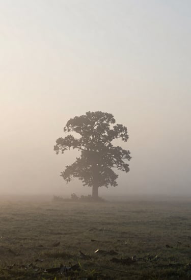 A soft-focus landscape of a misty North American dawn. The composition is simple, featuring a single, silhouette-like tree in the distance against a silver-white sky. The lighting is ethereal and calm, creating an immersive and artistic mood.